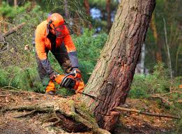 Best Firewood Processing and Delivery  in Caribou, ME