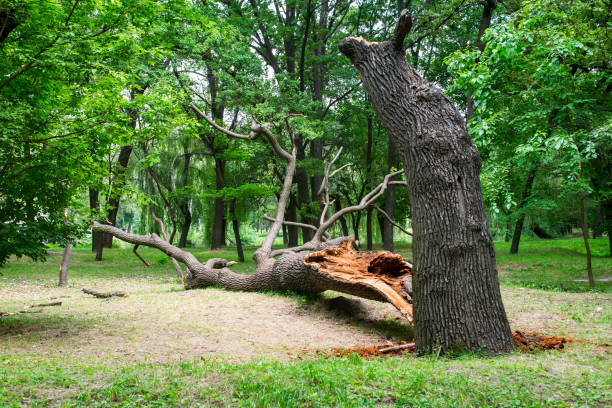 Professional Tree Care in Caribou, ME