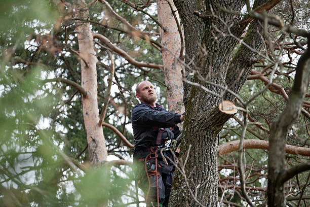 Best Tree Maintenance Programs  in Caribou, ME